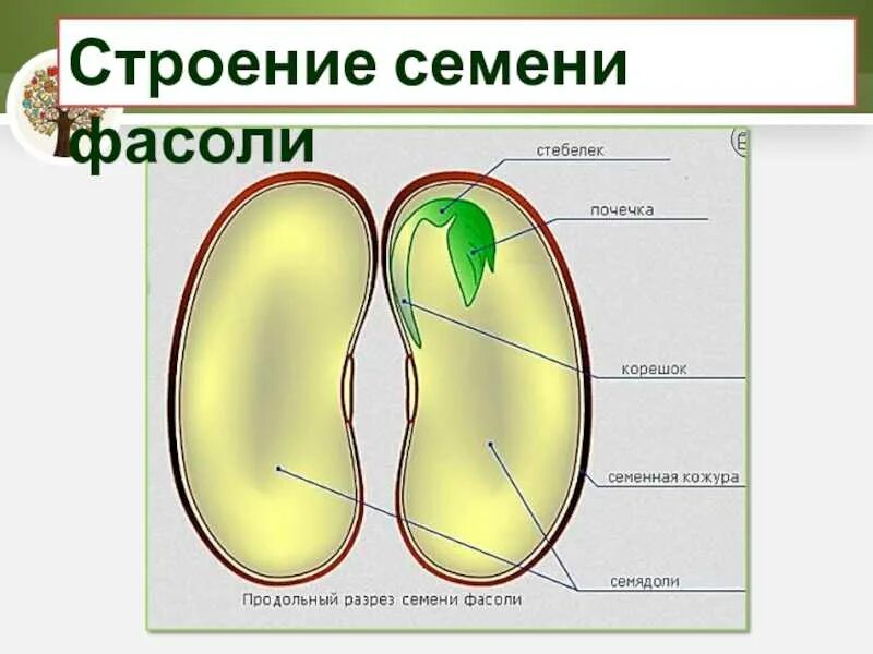 Строение зародыша семени однодольных. Строение семени двудольного растения. Строение семян однодольных и двудольных растений. Строение семени фасоли.