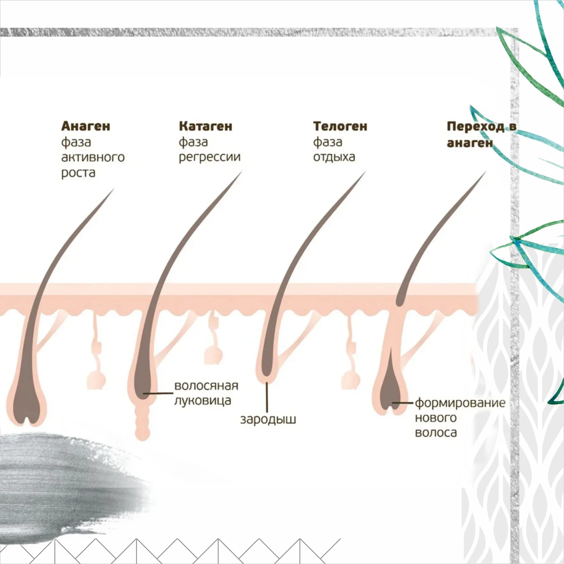 Фазы роста волос анаген. Анаген катаген телоген. Фазы анаген телоген катаген. Схема роста волос. Рост волоса происходит за счет
