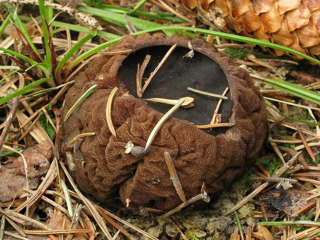 Гриб саркосома шаровидная лечебные. Саркосома шаровидная Sarcosoma globosum. Саркосома шаровидная гриб. Молодильные грибы Саркосома шаровидная. Саркосома шаровидная Sarcosoma globosum (Schmidel) Rehm.