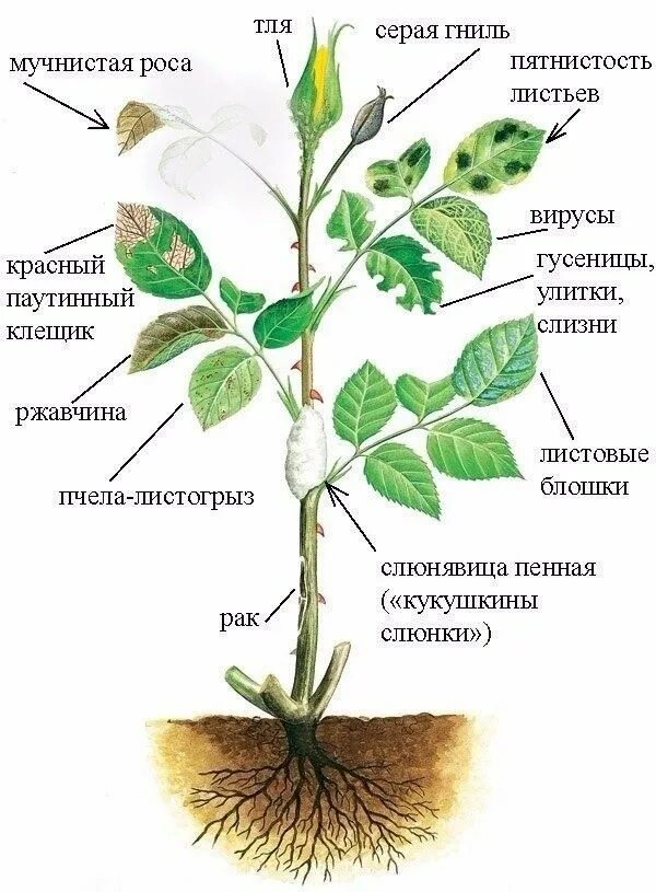 Какое расположение у розы 10 популярных идей на тему "flowers biology" для вдохновения