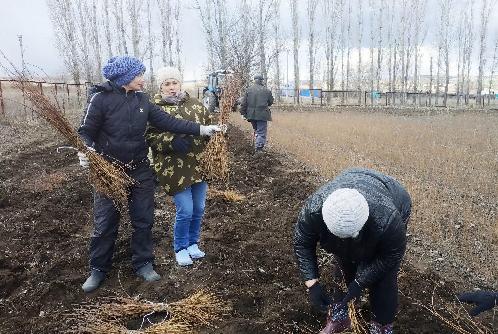 Питомники волгоградской области. Питомники саженцев в Волгоградской области. Питомник Волгоградская область. Дехканские работы весной. Питомник Эрико в Камышенском районе Волгоградской области.