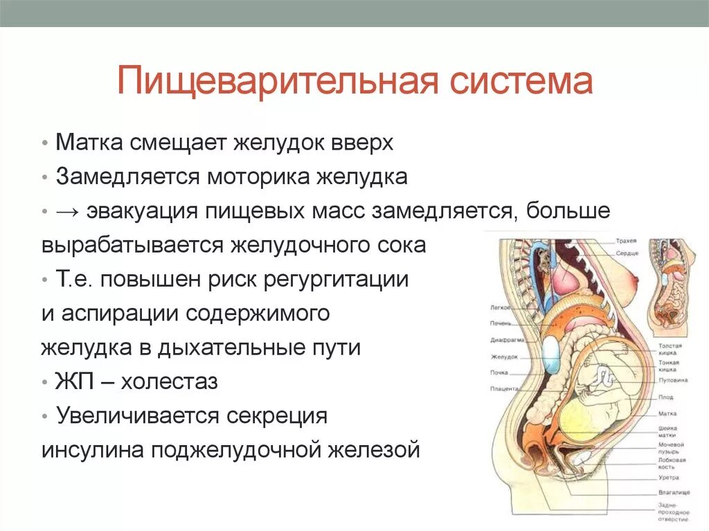 Изменение организма во время беременности. Органы пищеварения при беременности. Расположение органов пищеварения при беременности. Изменения в пищеварительной системе при беременности. Изменение органов при беременности.