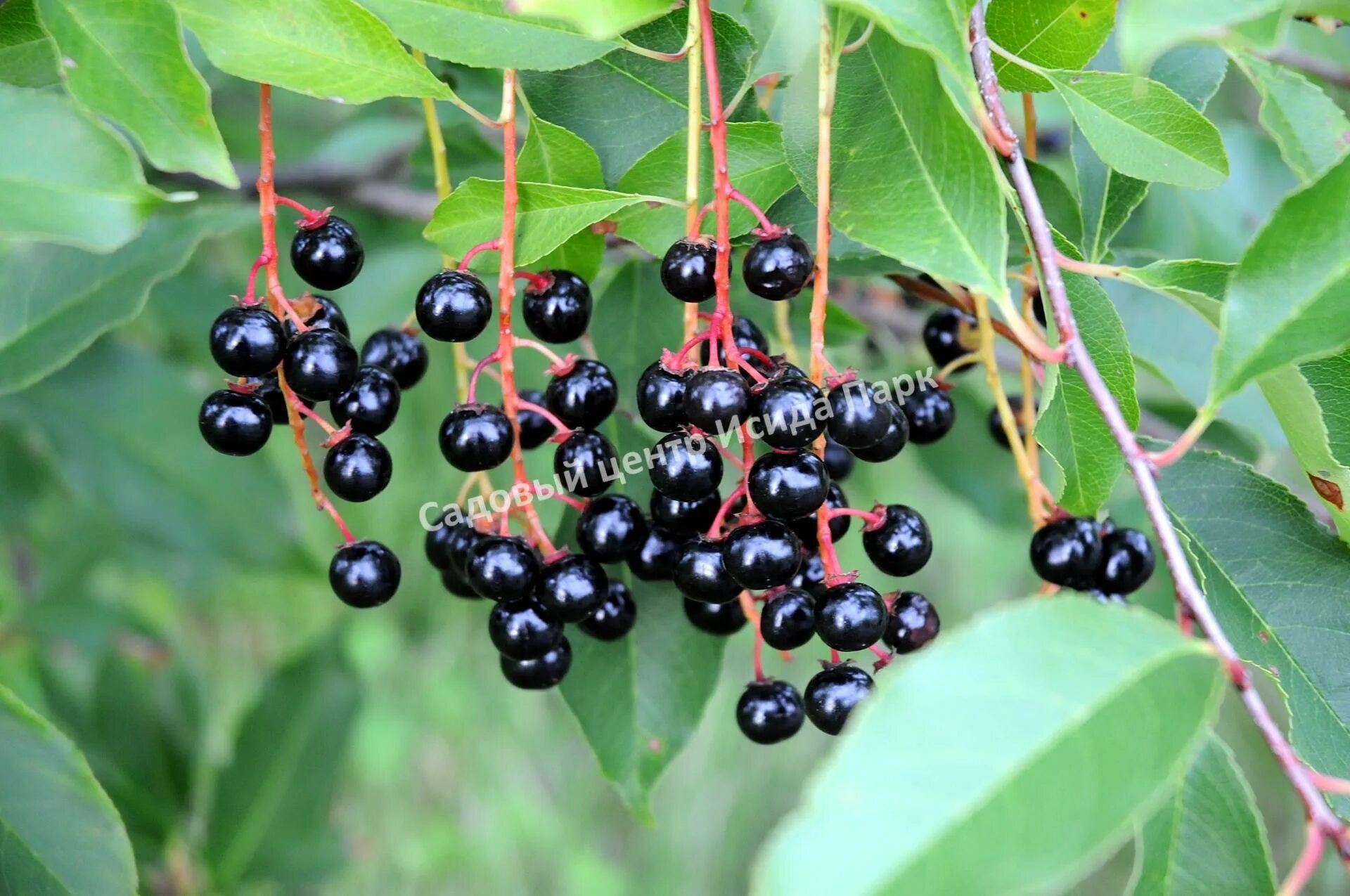 Bird cherry