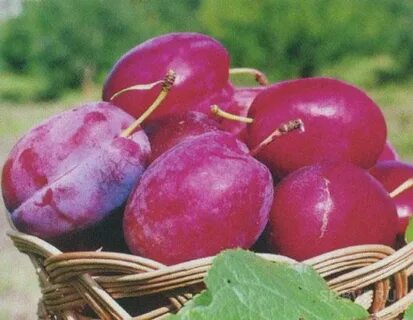 Волжская красавица слива описание