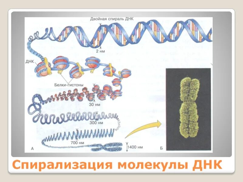 Связана с белками гистонами. Спирализация хромосом. Спирализации ДНК. Белки гистоны у прокариот. Спирадизация хромотина.