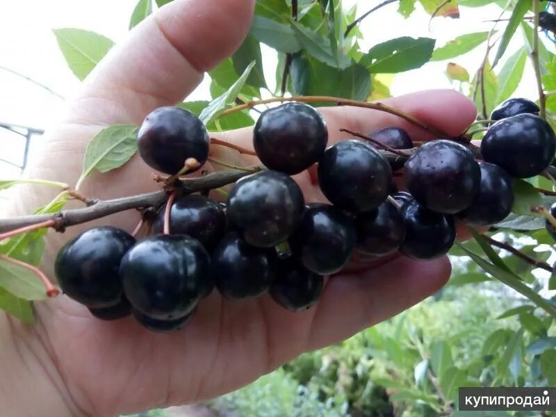 Саженцы вишни бессея. Вишня Песчаная бессея. Вишня Песчаная черноплодная. Вишня сорт бессея. Карликовая вишня бессея.