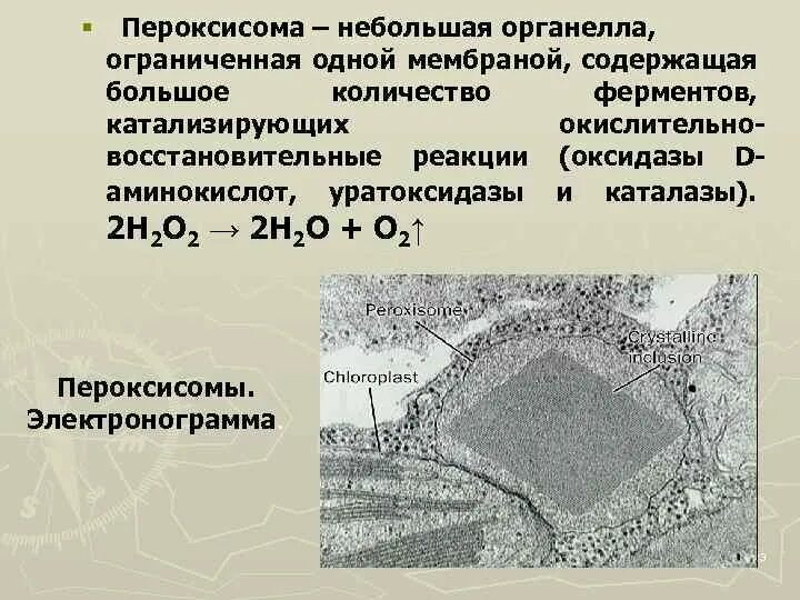 Пероксисомы содержат. Пероксисомы в растительной клетке. схема строения пероксисомы. структура и функции пероксисом. пероксисома биологические структуры.