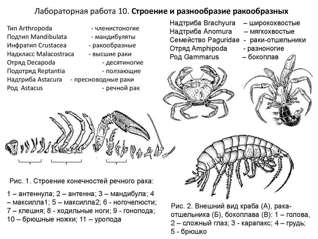 Строение конечностей ракообразных. Строение краба. Конечности краба строение. Конечности ракообразных 7 класс. Клешня речного рака