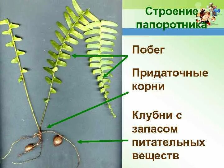 Клеточное строение папоротников. Папоротник орляк строение. отдел папоротниковидные строение. побеги папоротника. строение папоротника 6 класс.
