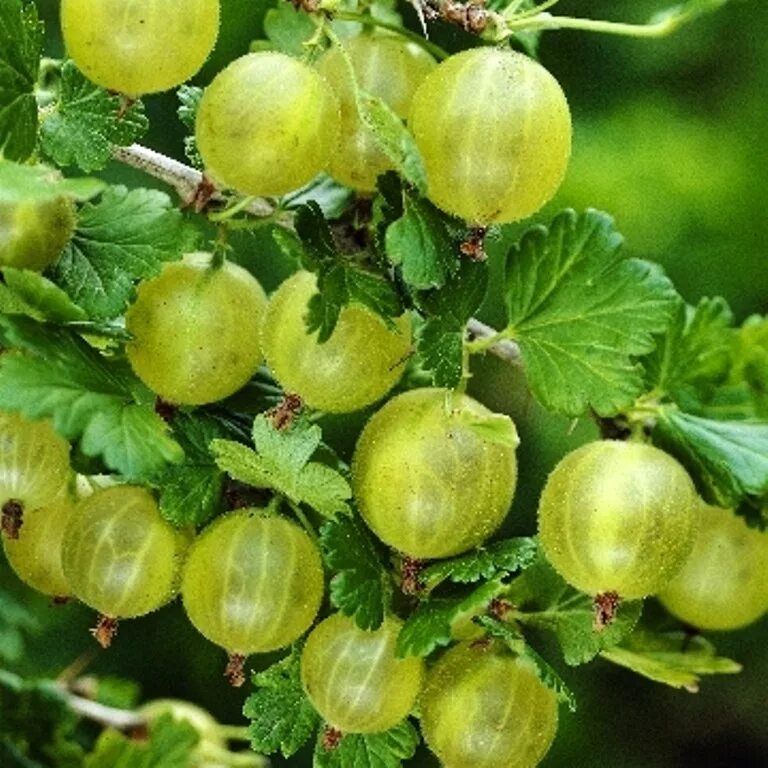 Крыжовник сорт финский – Telegraph