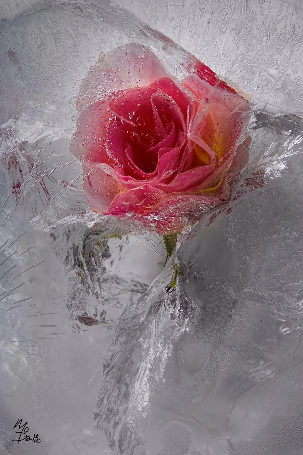Можно ли заморозить цветы. Кэндзи Сибата замороженные цветы. Цветы во льду.