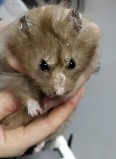 Хомяк 30.07 мини