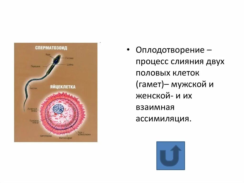 Образование женских половых клеток происходит. Процесс слияния мужской и женской гамет. Процесс слияния мужской и женской половых клеток называется. Слияние женской и мужской половых клеток. Процесс слияния половых клеток.