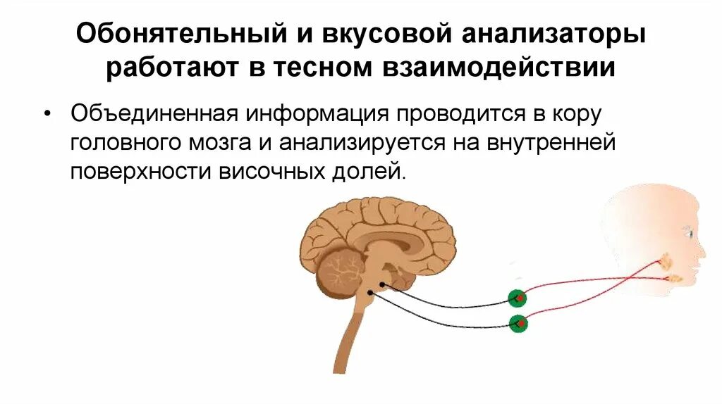 Зона обонятельно вкусовая. Схема строения обонятельного анализатора. Схема работы обонятельного анализатора. Функциональное строение вкусового анализатора. Вкусовой анализатор обонятельный анализатор.