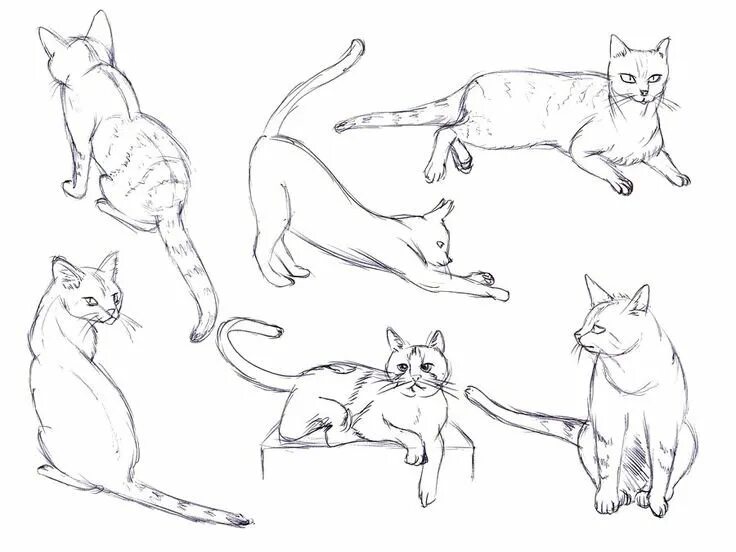 Линейный кот