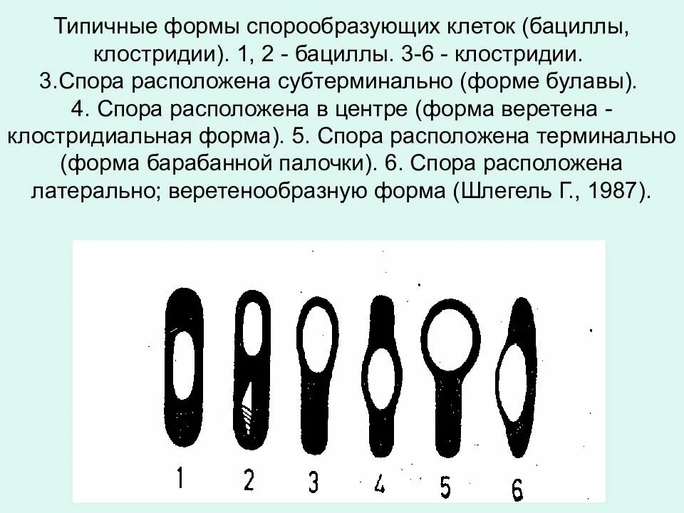 Микроорганизмы образующие споры. Клостридии форма бактерии. Типы спорообразования у бактерий. Форма клетки Clostridium. Клостридии морфология спорообразующие.