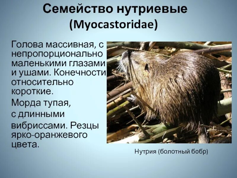 Представителем грызунов является. Отряд грызуны представители. грызуны презентация. представители отряда грызунов 7 класс. отряд грызунов презентация.