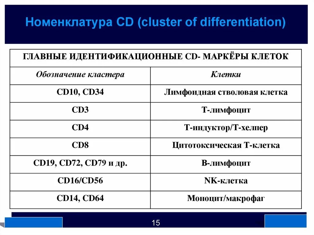 Номенклатура кластеров дифференцировки (CD).. Кластеры дифференцировки CD таблица. Маркеры кластеров дифференцировки лимфоцитов. Кластеры дифференцировки CD иммунология.