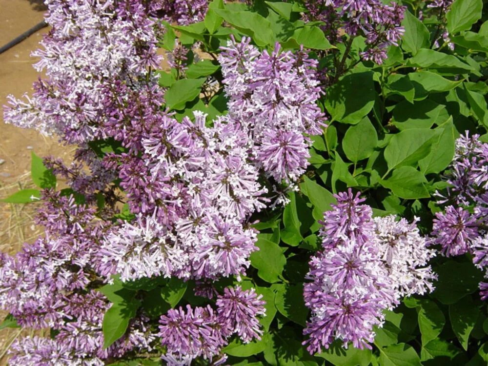 Сирень раскидистая Miss Kim. Сирень Miss Kim Syringa. Сирень раскидистая (Syringa patula) Miss Kim. Сирень мисс