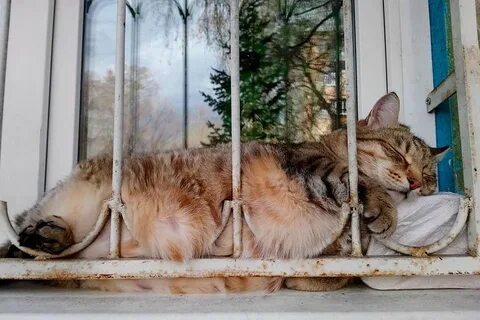 Кот степа