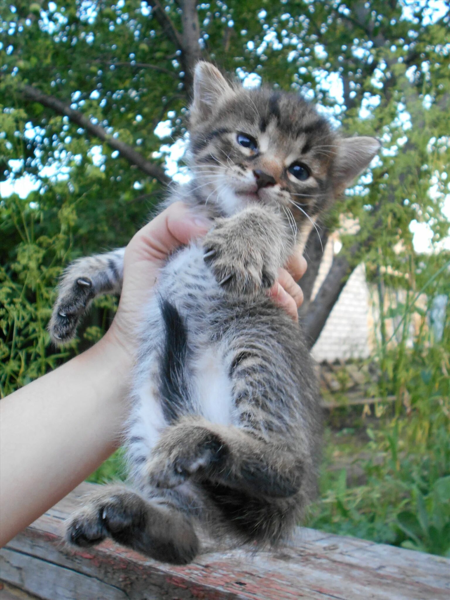 Купить котенка мальчика. Котята в добрые руки. Отдам пушистых котят. Котятки в добрые руки. Кошечка в добрые руки.