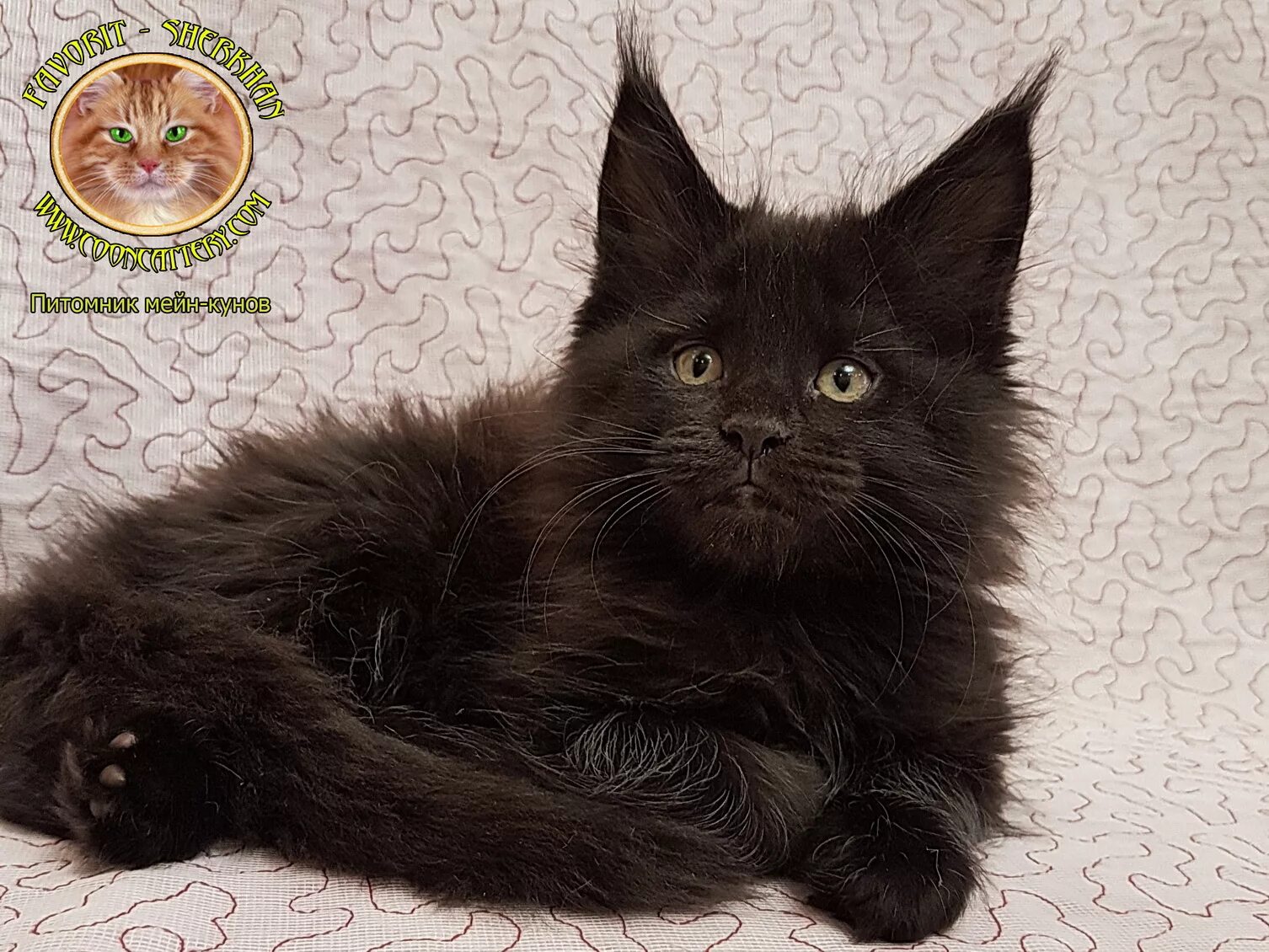 мейн кун черный солид. мейн кун пантера. меню для котенка мейн-куна 2 месяца. окрас черный солид мейн кун. мейн кун табби тигровый 3 месяца.