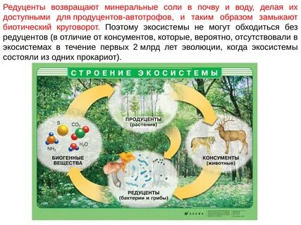 Поддержание формы организмов