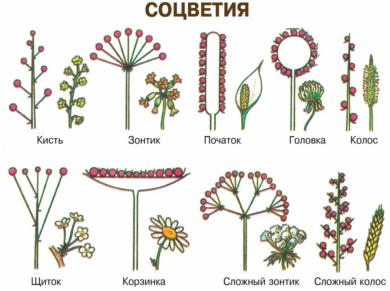 Соцветия примеры растений таблица
