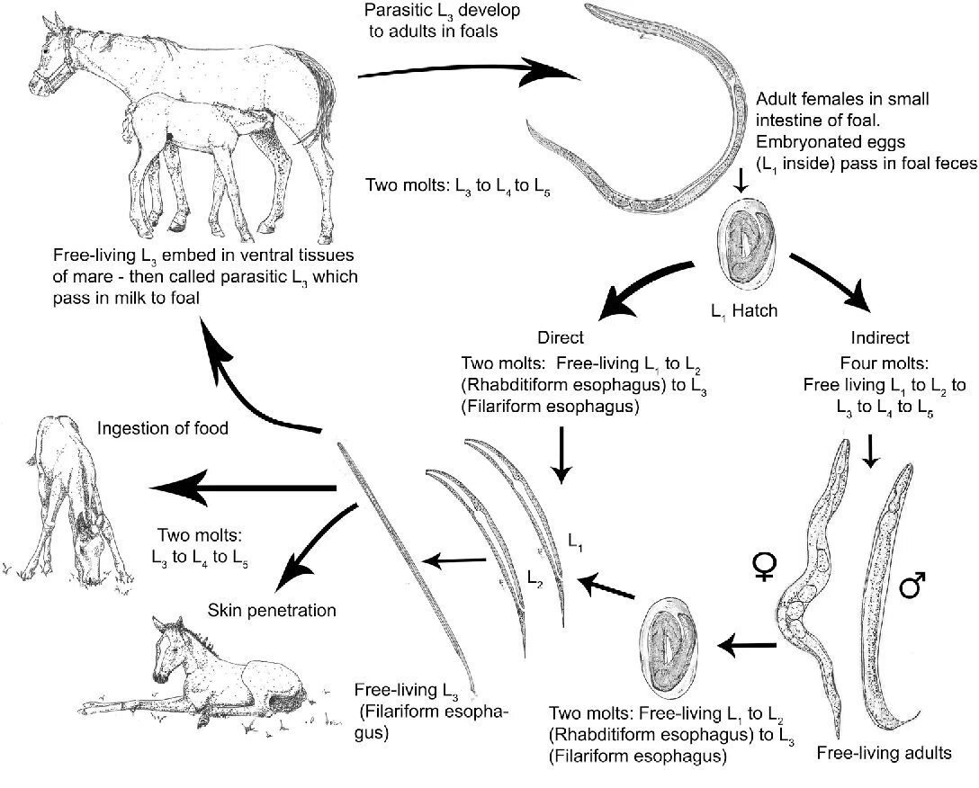 Жизненный цикл угрицы кишечной схема. Strongyloides stercoralis жизненный цикл. Strongyloides stercoralis строение. Аскаридоз жизненный цикл схема.