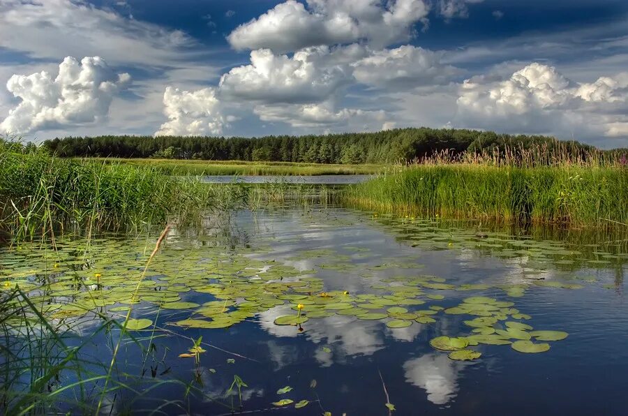 природа заводь. заводь что это. заводь что это. ольховская глушь карелия. заводь что это.