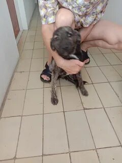 Зоозабота