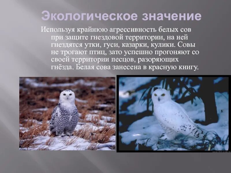 Полярная сова занесена в красную книгу. Занесена ли полярная сова в красную книгу. белая сова красная книга. белая сова презентация. белая сова описание.