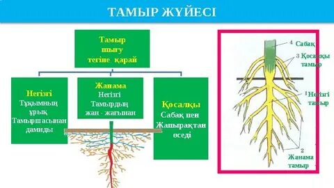 Жыныстық қатынастағы жұптар