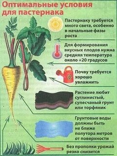 Оптимальные условия для растений