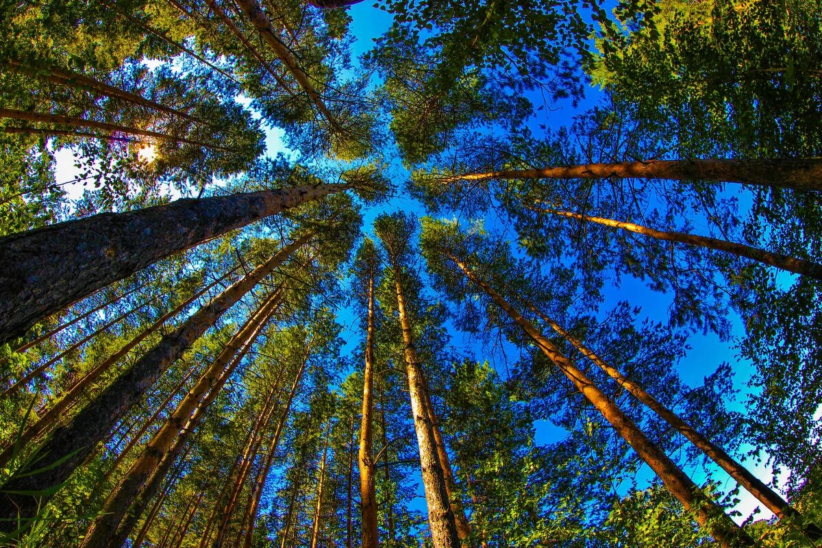 природа деревья. деревья это чистый воздух. макушки деревьев. береза снизу вверх. дерево снизу.
