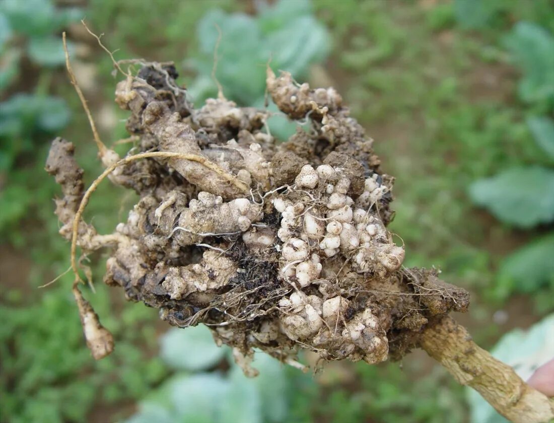 Корневая капуста. Кила капусты. Плазмодиофора капустная. Plasmodiophora brassicae. Плазмодиофора кила капустная.