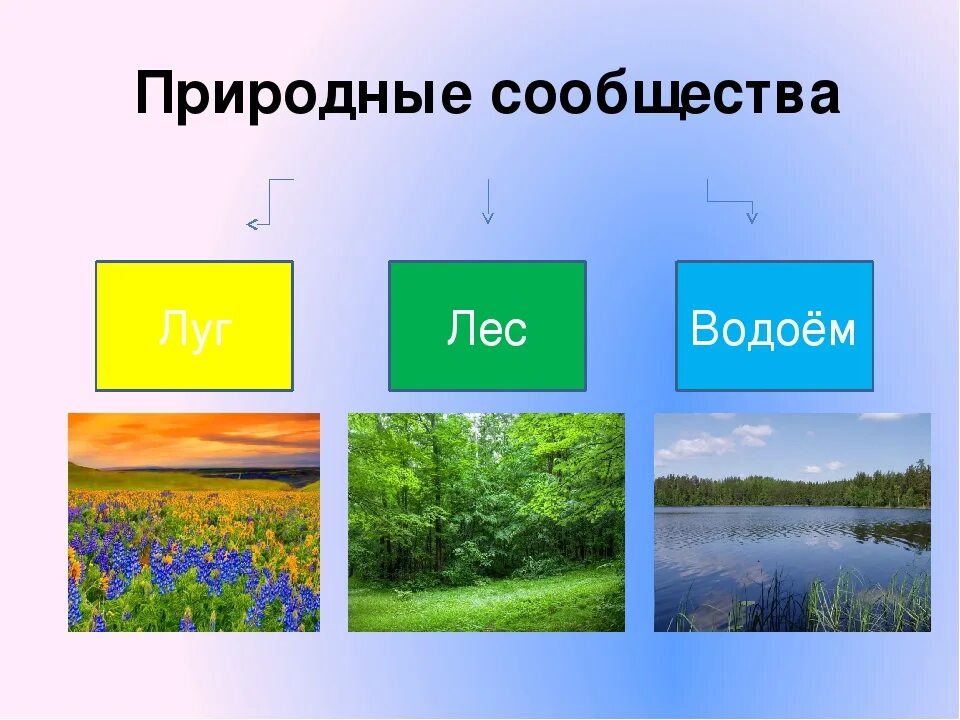 Что такое природное сообщество