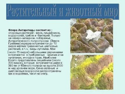 Тип питания лишайников антарктиды