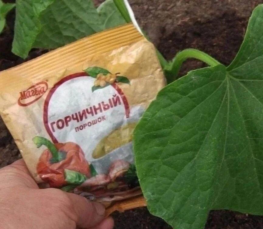 Горчичный порошок производители. Горчичный порошок для огорода. Горчичный порошок для огурцов. Сухой горчичный порошок. Засолка огурцов с горчичным порошком.