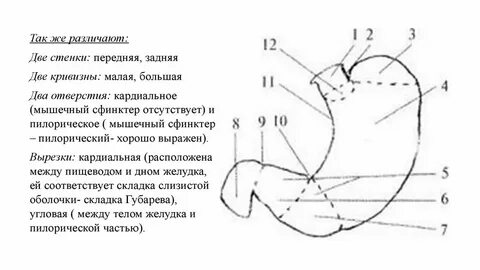 Большая кривизна