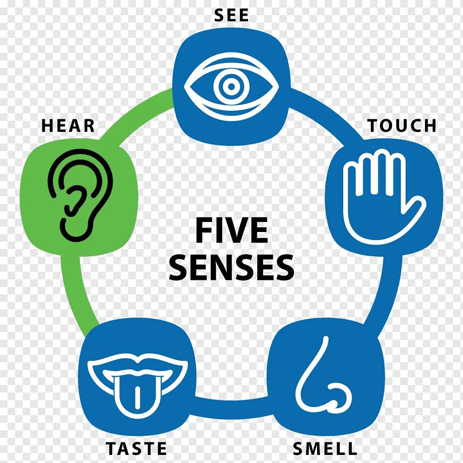 7 sense. Органы чувств рисунок. Seven senses. Five senses worksheet. Senses 33.