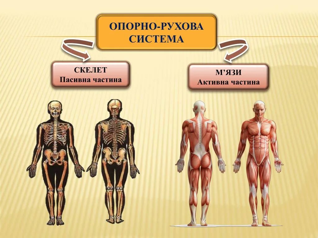 Опорно-двигательная система человека. Опорно-рухова. Опорная руховая система.... Опорно.