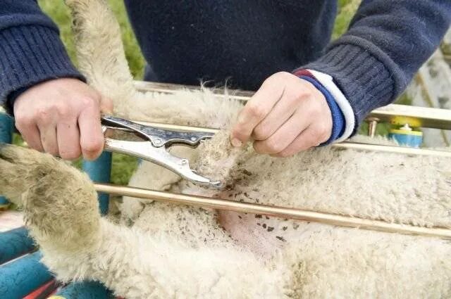 Методы фиксации мелкого рогатого скота. Как называется кастрированный баран. Чувак происхождение слова баран. Как называется кастрированный баран. Бигорн баран.