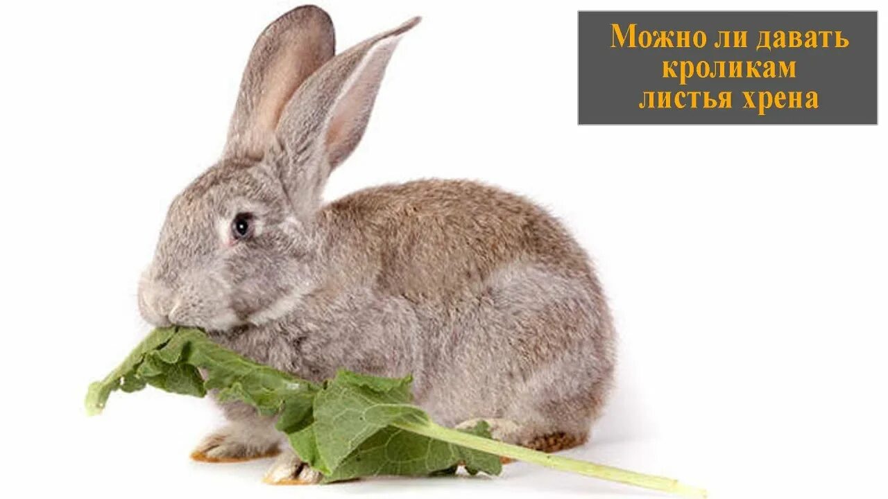 Сельдерей кроликам можно. Листовой кролик. Кролик в листьях. Кролик ест лист.