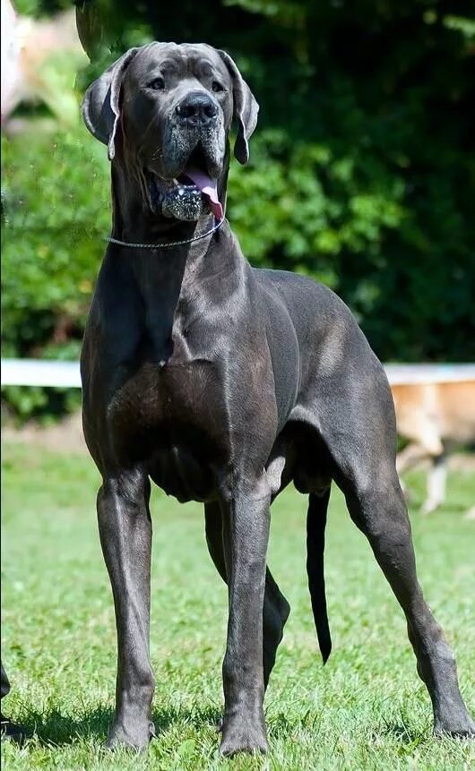 Голубой королевский дог. Английский королевский дог. Дог палевый окрас. Немецкий дог окраса добермана. Немецкий дог окрасы.