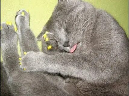 Любимые лапки