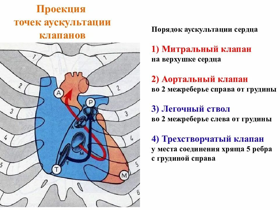 Акустические точки проекции клапанов сердца. Тоны сердца точки выслушивания клапанов. Точки аускультации клапанов сердца анатомия. Места аускультации клапанов сердца. Клапаны сердца на грудной клетке