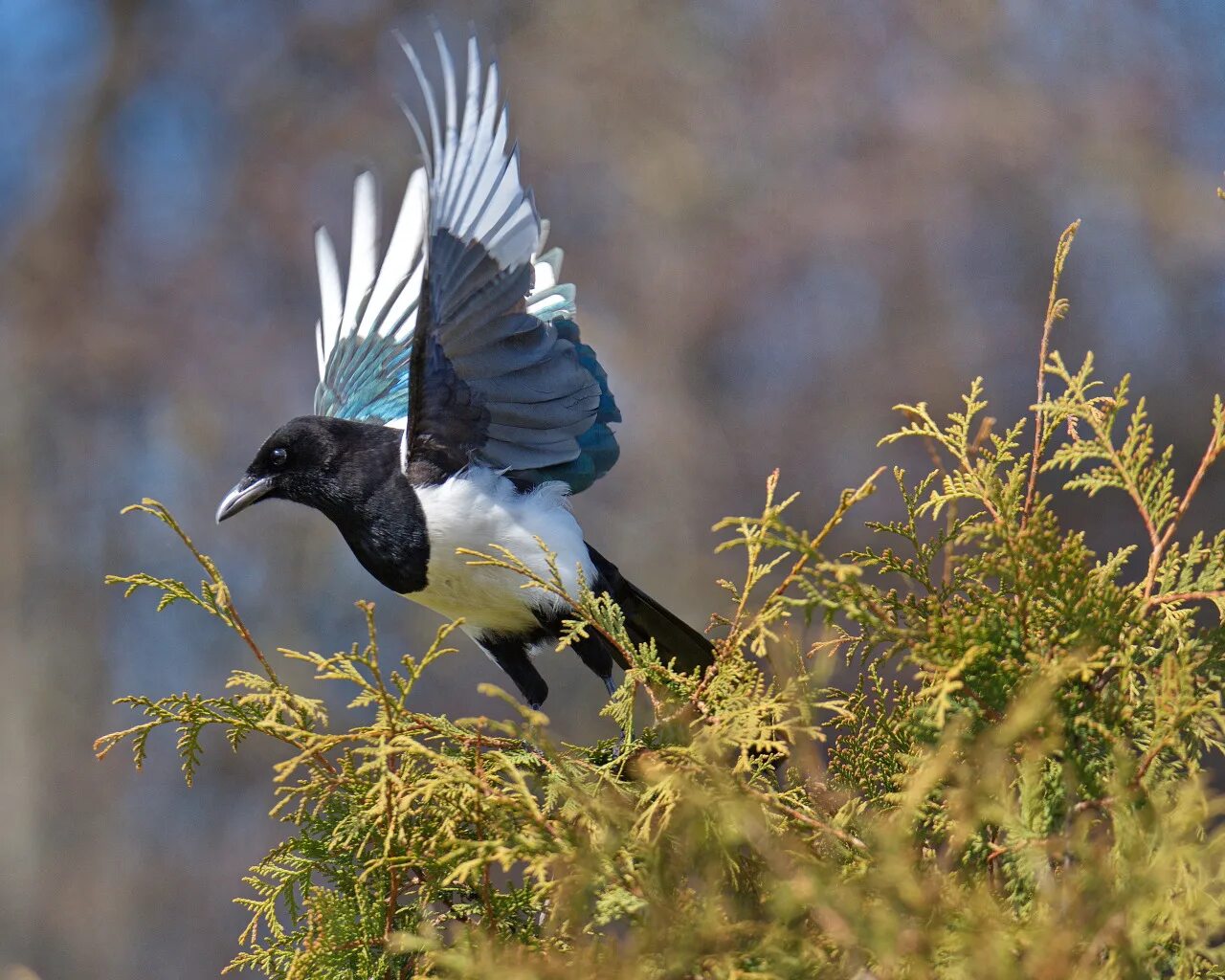 Сорок назад. Сорока перелетная. Сорока летом. Сорока обыкновенная. Сорок назад.
