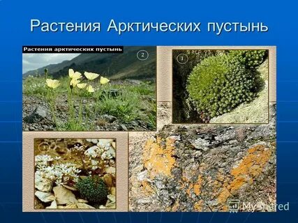 Животные и растения арктических пустынь