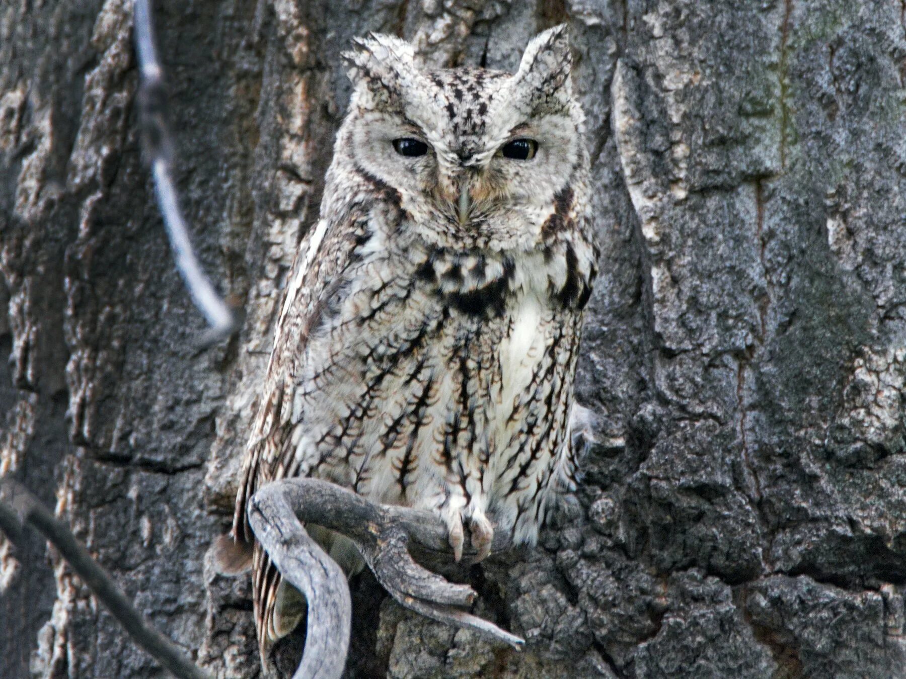 Eastern Screech Owl. Восточная визгливая Сова. Восточная визжащая Сова. Западная визжащая Сова. Серая сова на китайском